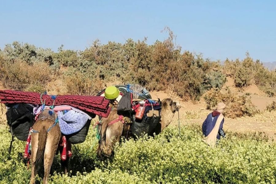 5-day, 4-night trek Sahara Star Odyssey – A New Year Under the Desert Sky